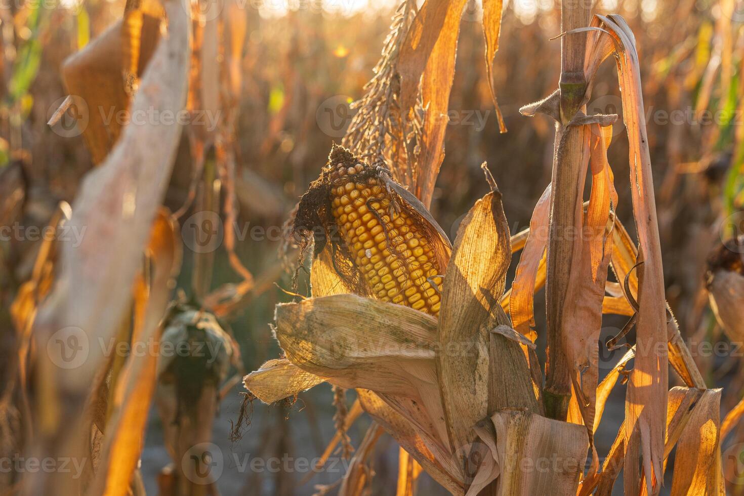 Sunlight filters through dry corn plants in a field, highlighting ripe ears of corn ready to be harvested during early evening hours photo