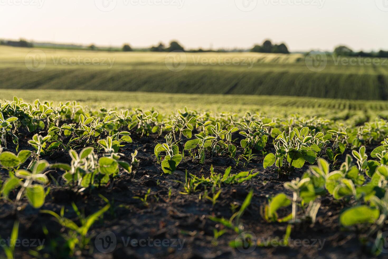 Young green plants grow vibrantly on dark soil, illuminated by soft sunlight in a sprawling field during the evening photo