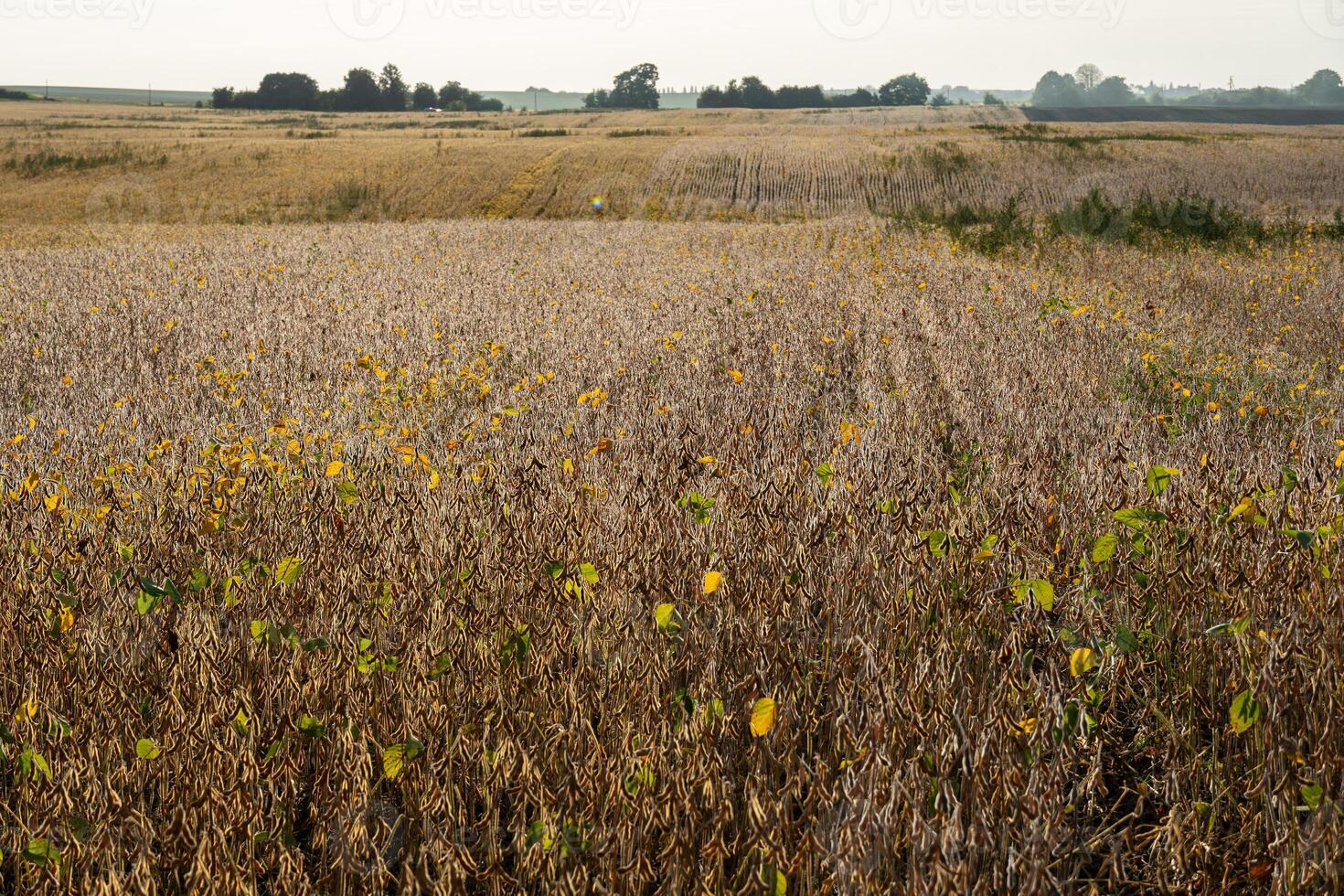 In the early light of dawn, expansive fields of ripening crops showcase hues of brown and hints of yellow, creating a peaceful rural atmosphere photo