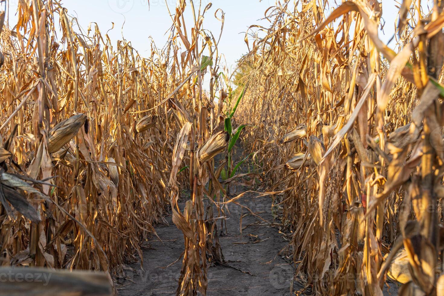 Corn fields stand tall with dried stalks basking in the warm glow of the setting sun during the harvest season in fall photo