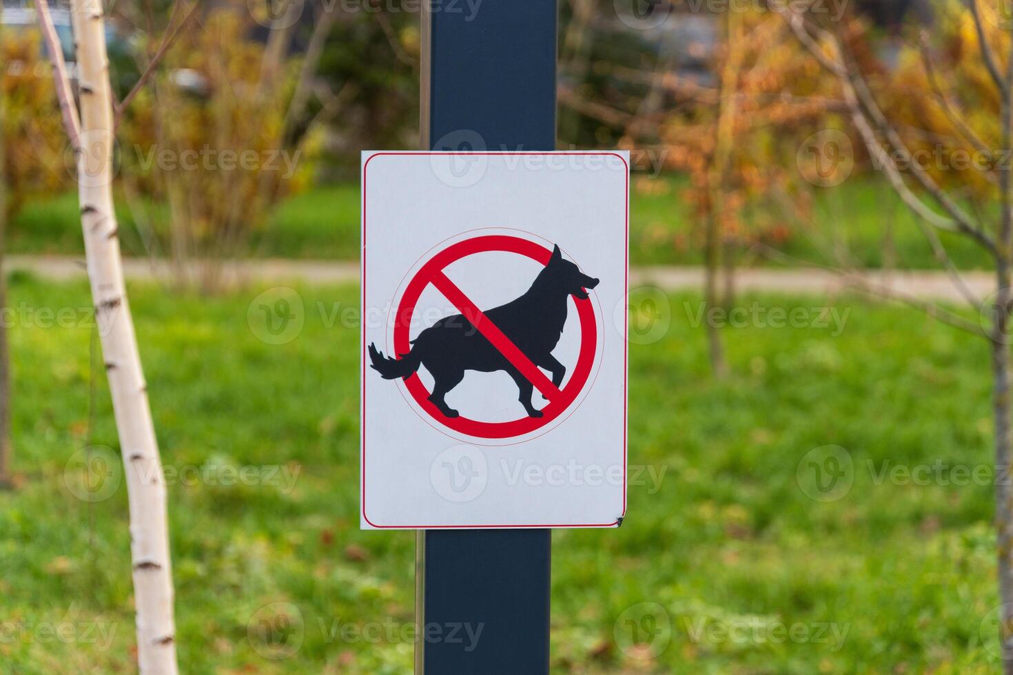 A clear prohibition sign forbids dogs in the park to prevent excrement and maintain hygiene for all visitors enjoying nature photo