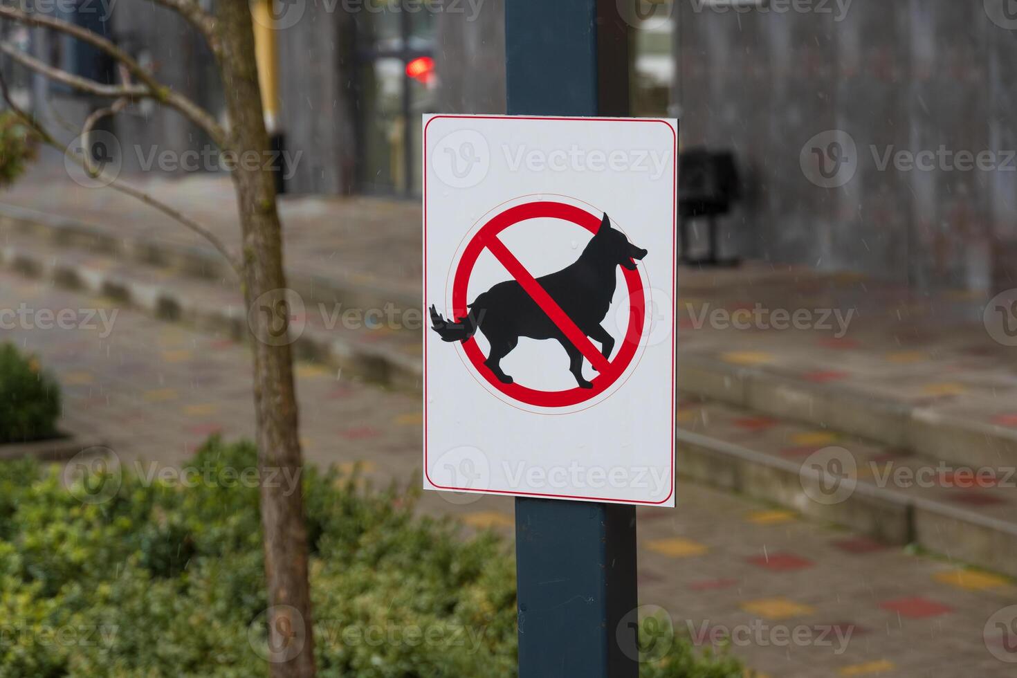A clear sign indicates that dogs are not allowed in this outdoor park area, highlighting local rules for pet ownership photo