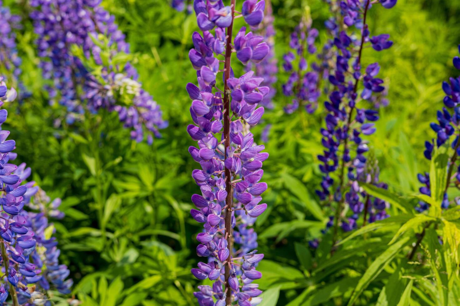 Purple lupine flowers stand tall amidst green foliage, showcasing rich colors under sunlight in a vibrant spring garden photo