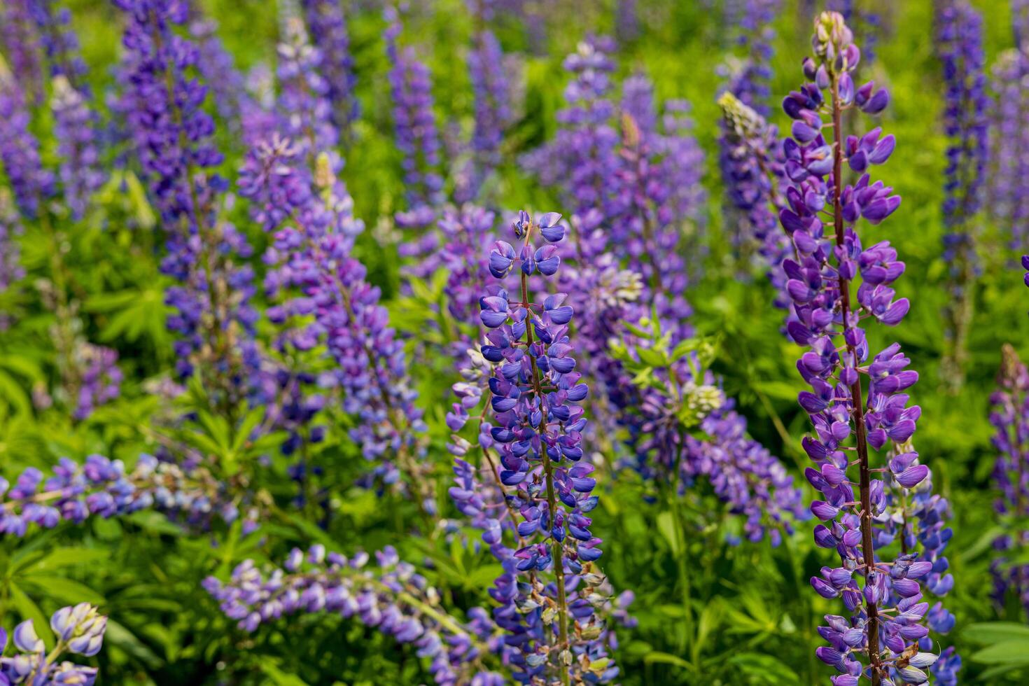 Vibrant purple lupine flowers stand tall in a thriving green field under bright sunlight on a beautiful spring day photo