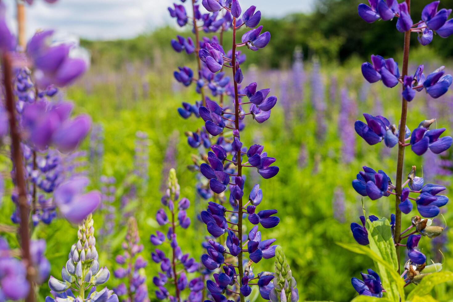 Colorful clusters of purple lupines stretch across a lush green field under a clear blue sky on a spring day photo