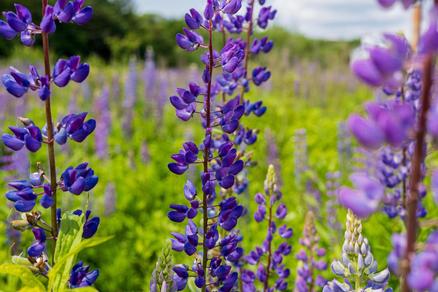 Lush purple lupine flowers fill a field, blooming under clear skies in a picturesque setting, showcasing the beauty of nature in summer photo