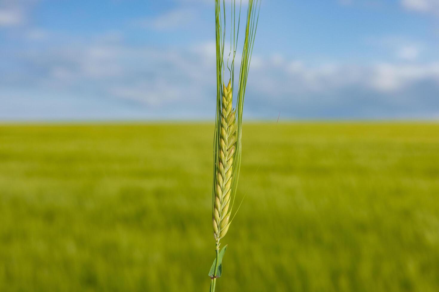 A close-up view of a barley plant stands tall in the lush green field, under a bright blue sky, highlighting agricultural growth photo