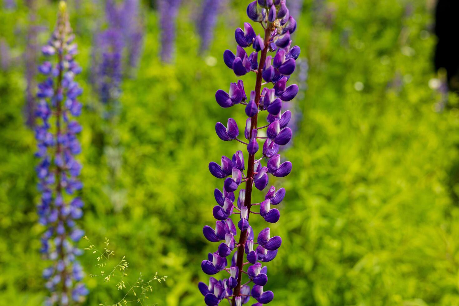 Tall purple lupines rise gracefully in a lush green field, basking in the warm sunlight of a clear day photo