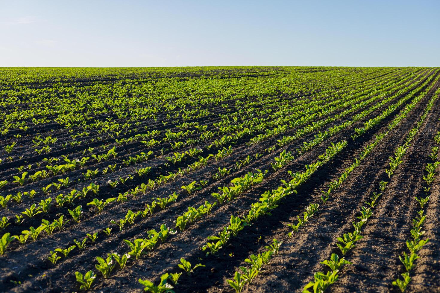 Young sugar beet plants are growing in organized rows within a broad farming field on a sunlit day, showcasing agricultural productivity photo
