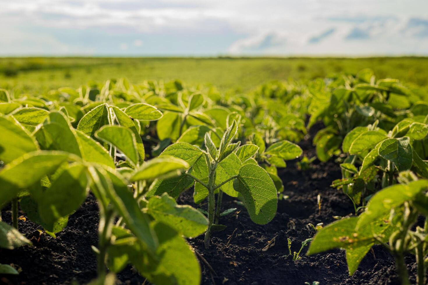Young soybean plants thrive in a fertile field, basking in sunlight, with rich soil supporting their growth on a clear day photo