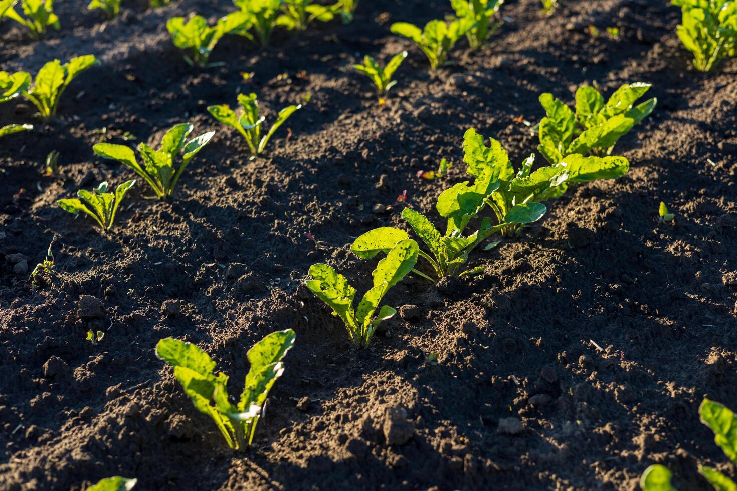 Freshly planted sugar beet crops emerge from rich, dark soil under bright sunlight in a thriving agricultural field photo