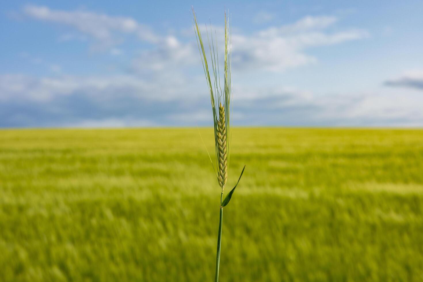 A single barley stalk rises above the lush green field, showcasing agricultural growth with blue skies in the background on a sunny day photo
