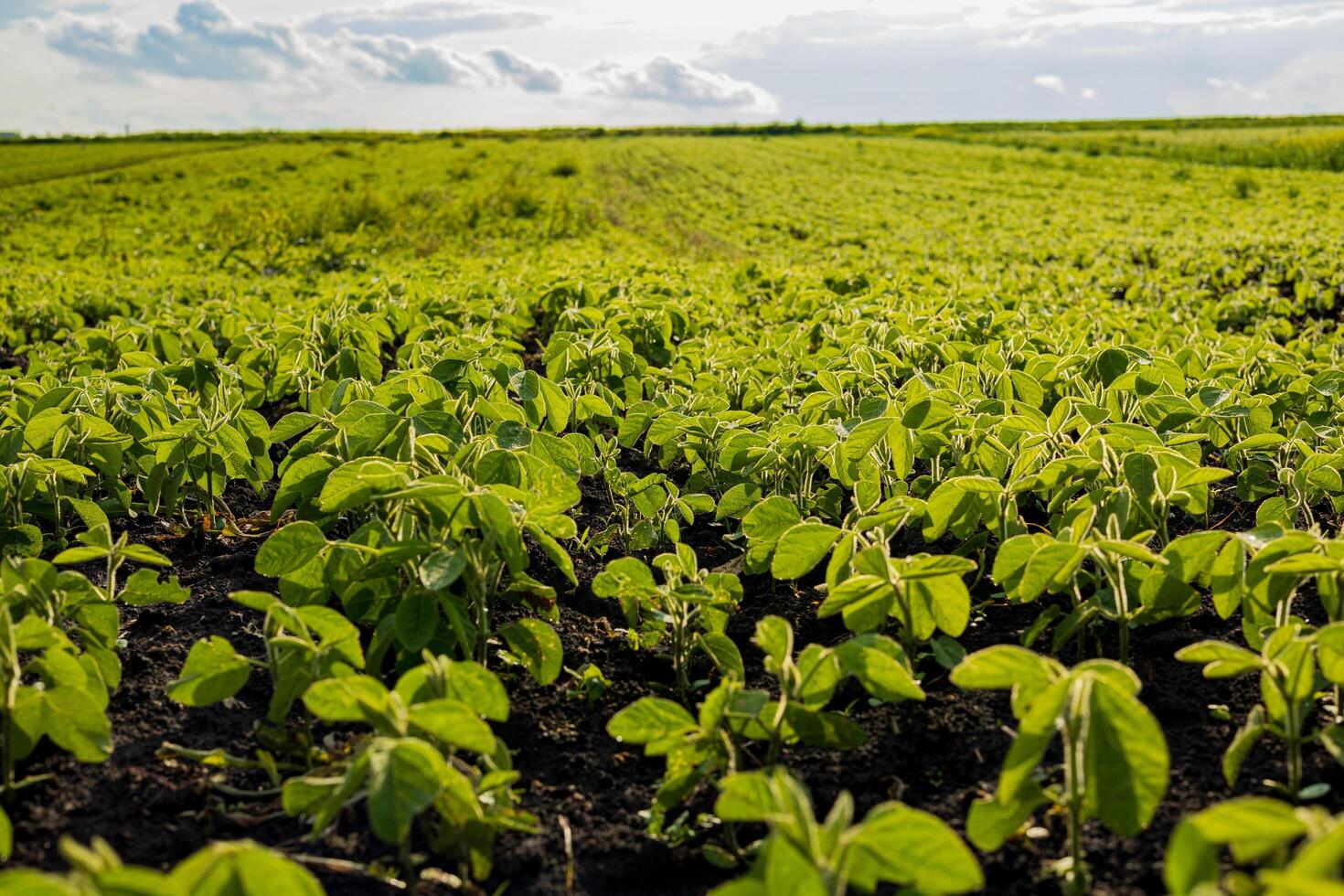 Bright green soybean plants stretch across a vast field, benefiting from the sunlight in a clear, open landscape during afternoon hours photo