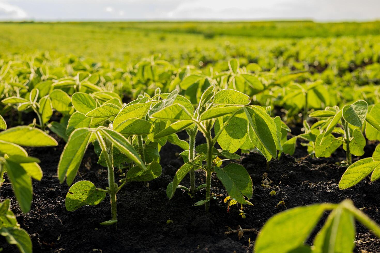 Healthy soybean plants emerge from rich soil, reaching for sunlight in a vibrant field during the daytime photo