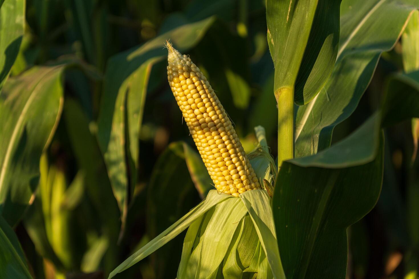 Golden kernels of corn are visible among thick green leaves, basking in sunlight, showcasing the beauty of nature during harvest time photo