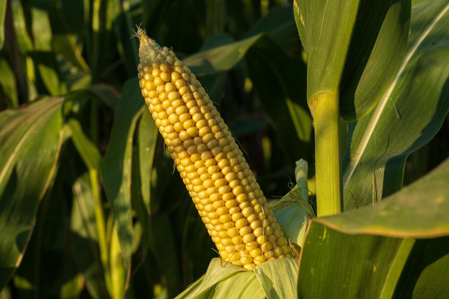 A single ear of corn is showcased among green leaves in a field as the warm sunlight casts a golden hue across the landscape photo