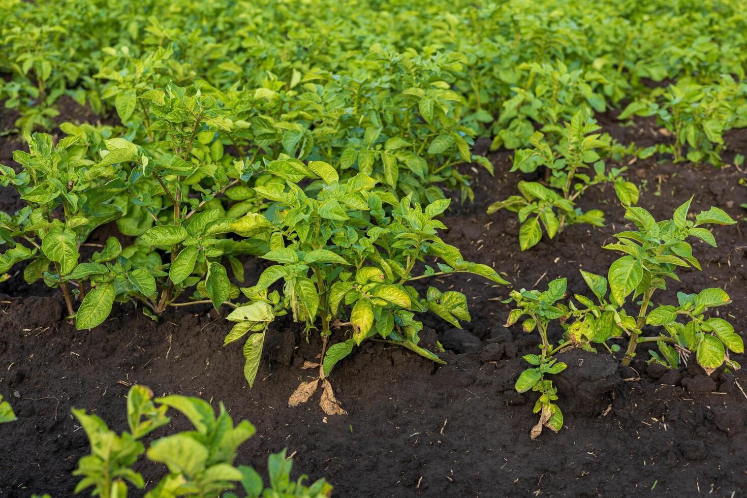 Vibrant potato plants grow densely in a rural field, highlighting their lush green leaves and healthy development in rich soil photo