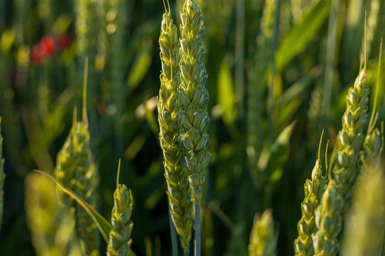 Wheat plants reaching maturity in a lush green field illuminated by sunlight with surrounding flora creating a vibrant atmosphere photo