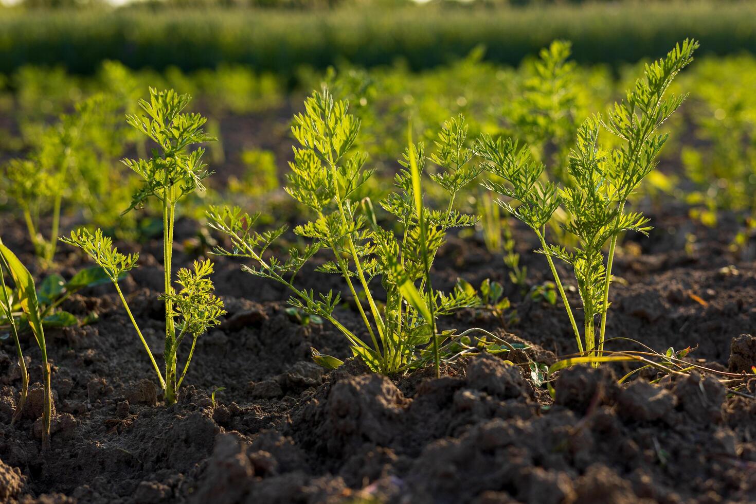 A lush patch of organic carrots thrives in rich soil under bright sunlight, showcasing healthy growth and vibrant greenery photo