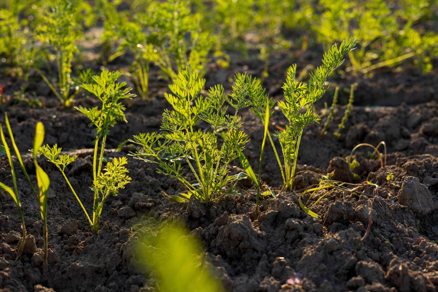 A vibrant patch of carrots flourishes in fertile soil, showcasing the essence of organic gardening and the importance of healthy food choices photo