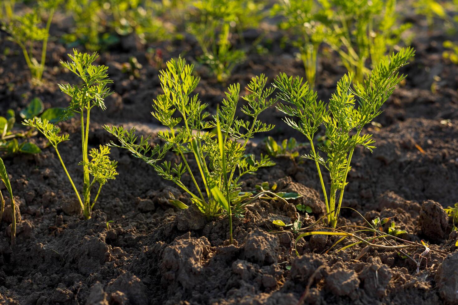 Bright green carrot tops emerge from nutrient-rich soil, symbolizing freshness in organic farming and healthy eating practices photo