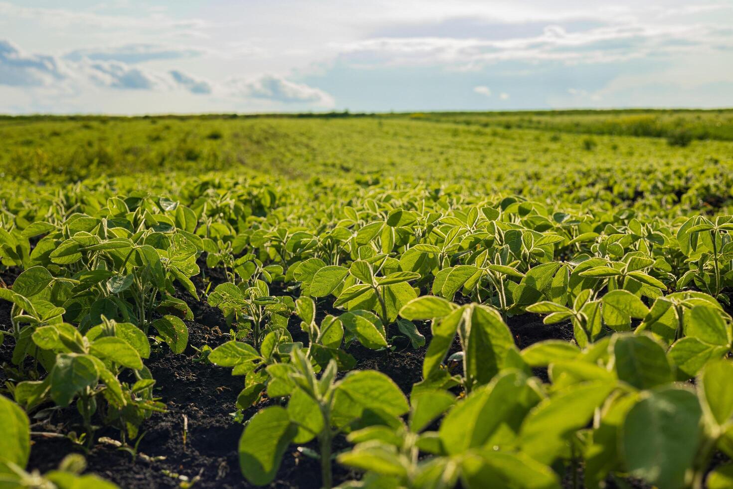 Rows of vibrant soybean plants stretch across a vast field, basking in sunlight on a clear day with a few clouds photo