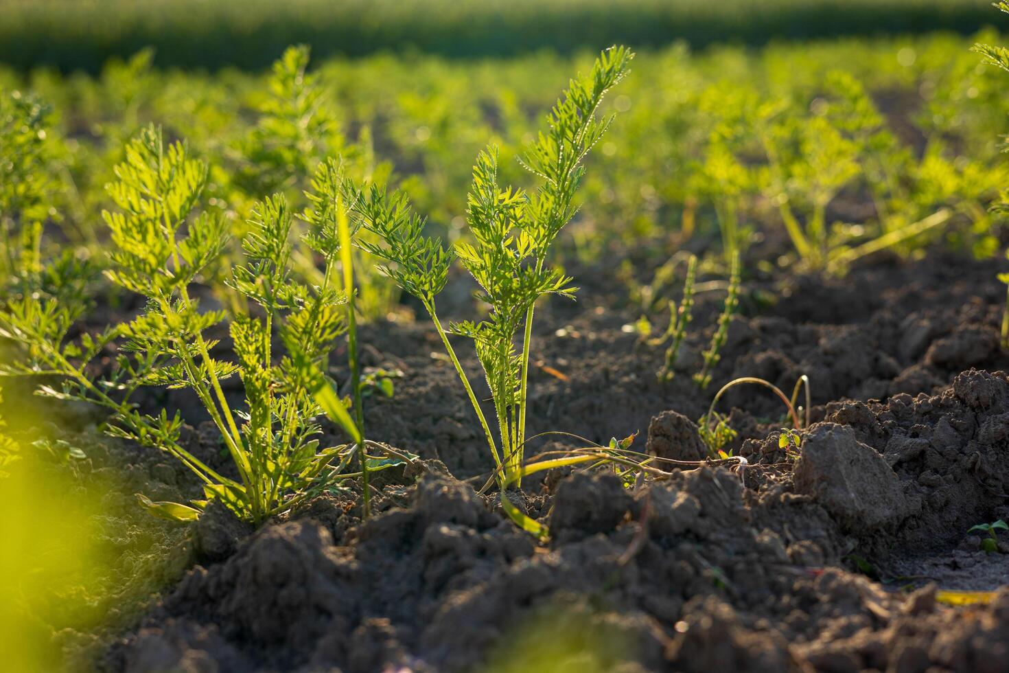 A vibrant carrot field exhibits fresh organic vegetables thriving in well-tilled soil under bright sunlight photo