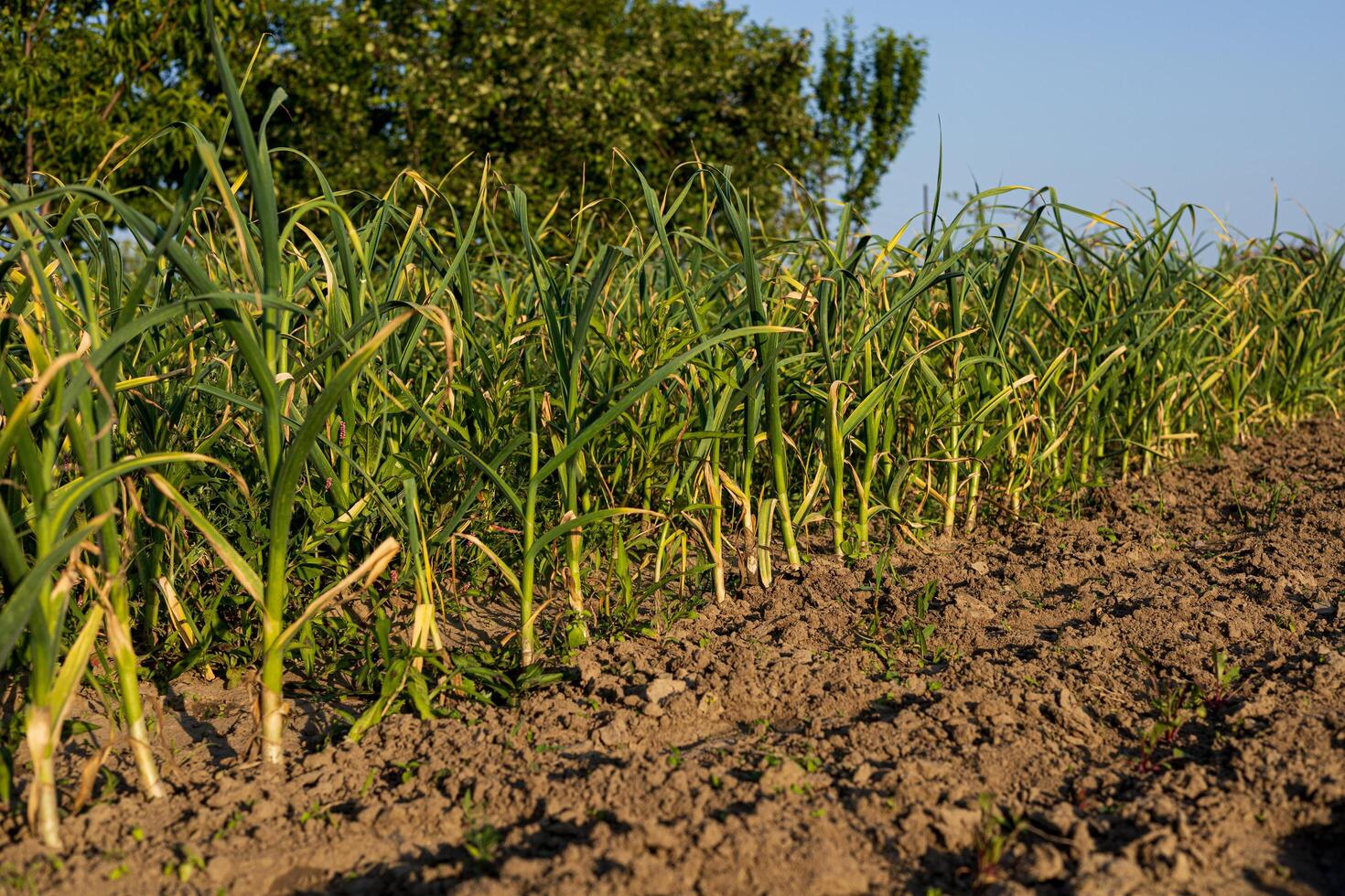Healthy garlic plants flourish in the gardening field, soaking up the sun and showcasing their lush green leaves in warm weather photo