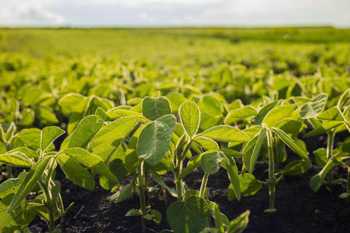 Young soybean plants flourish in a fertile field under a vibrant blue sky, showcasing healthy leaves and robust growth photo