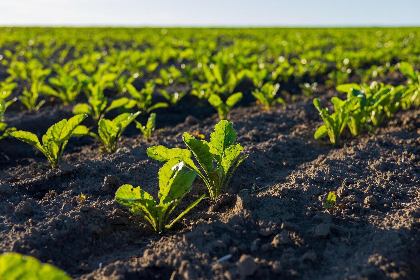 Sugar beet plants grow vigorously in a lush field under a clear sky, stretching toward the sun as they develop photo