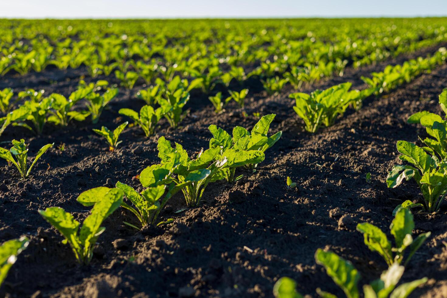 Newly sprouted sugar beet plants flourish in rich soil, thriving under bright sunlight in an expansive agricultural field photo