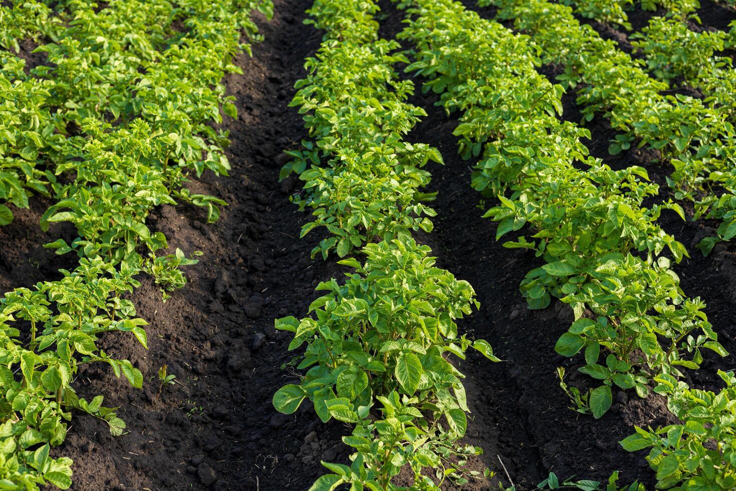 Fertile soil supports the growth of healthy potato plants in well-organized rows within a rural agricultural field photo