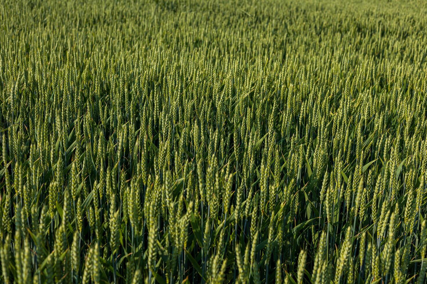 Rows of vibrant green wheat stalks stand tall in a vast field, basking in sunlight during the growing season, signaling abundant crops ahead photo