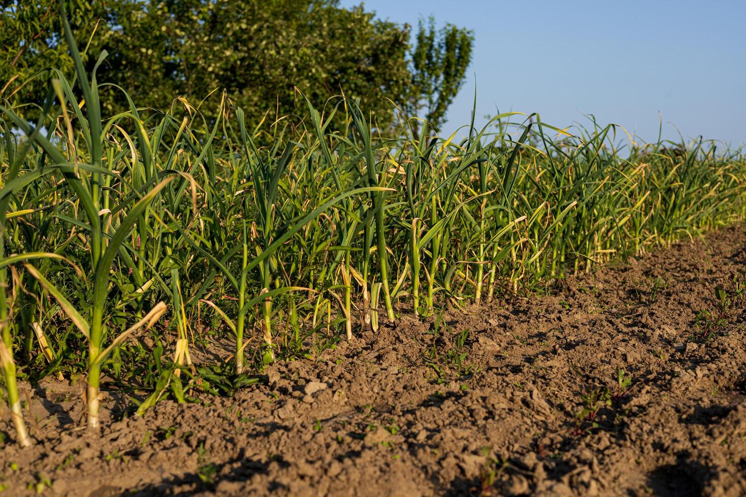 Healthy garlic plants thrive in neat rows under a clear blue sky, showcasing vibrant green leaves in rich soil photo