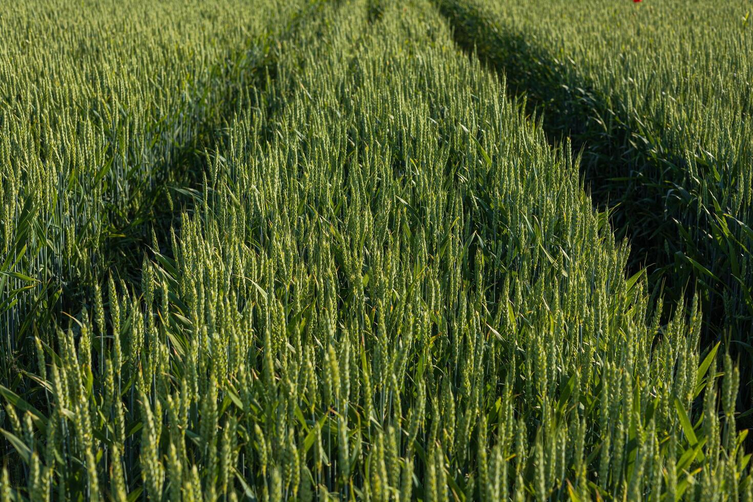 Rows of lush green wheat stretch into the distance, illuminated by soft light during the golden hour, showing healthy crop growth photo