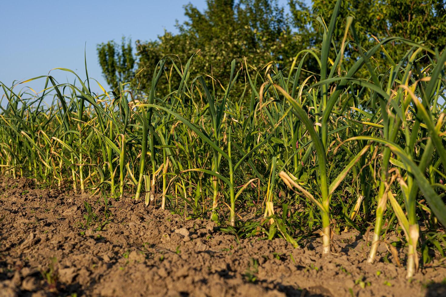 Rows of green garlic plants thrive in a well-tended field, showing healthy growth and abundant leaves in bright sunlight photo