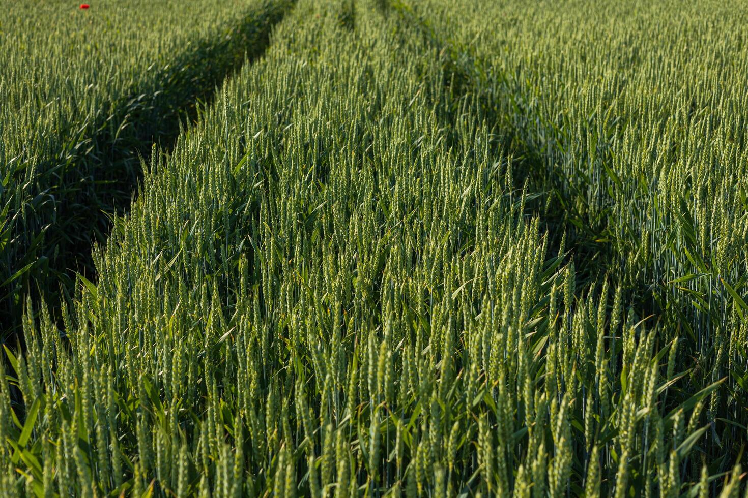 Lush green wheat grows in neat rows, showing the texture of the stalks and the path created by farm machinery under a sunny sky photo