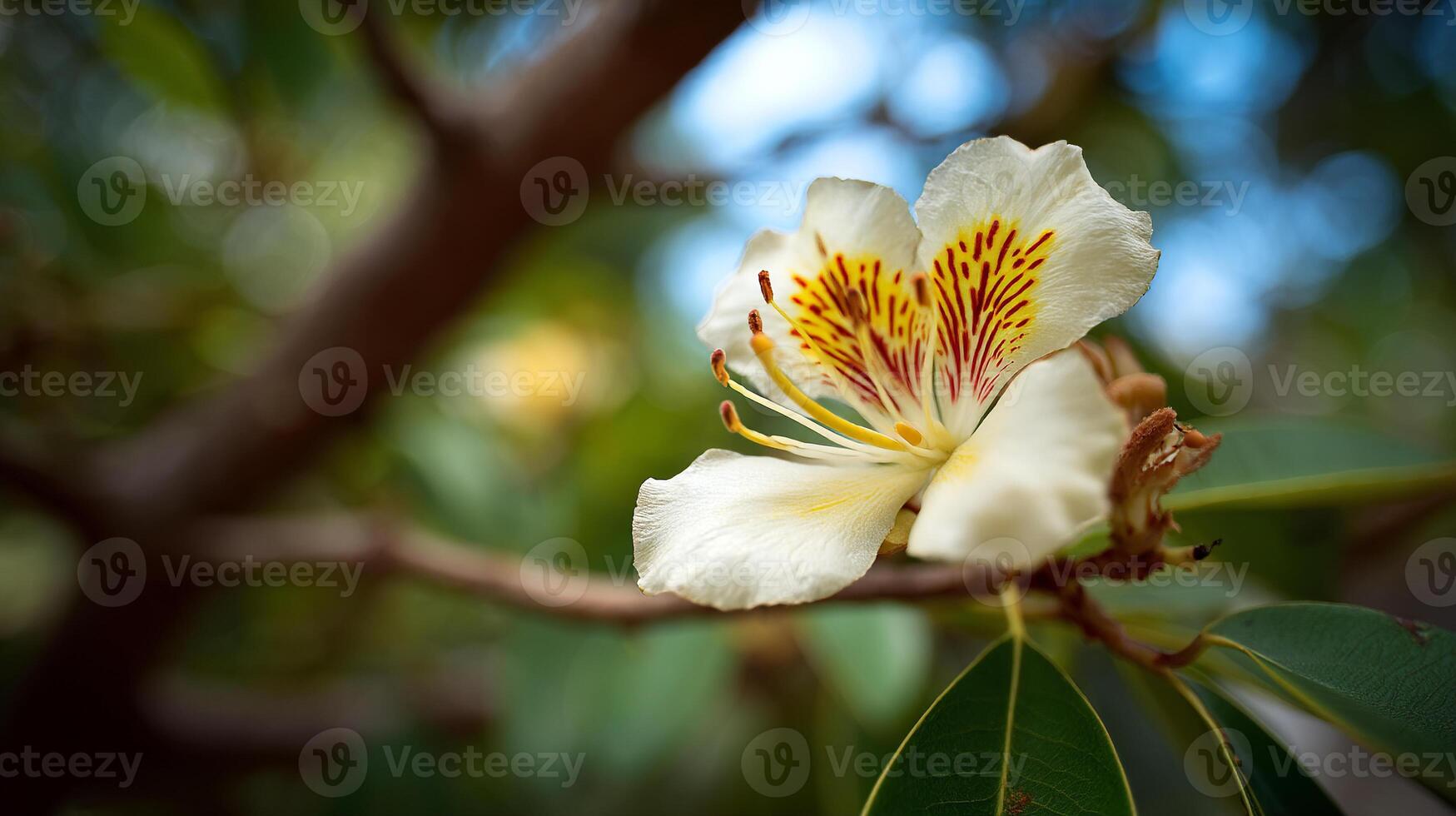Realistic flower close up photo with warm tree sunlight