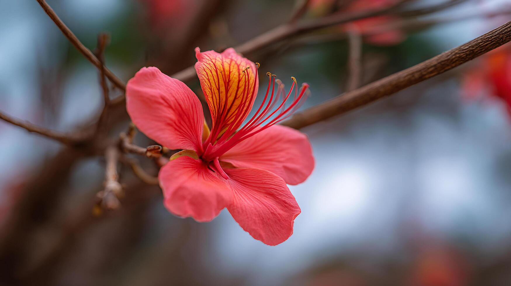 Tree flower photo with crisp petals and natural outdoor colors