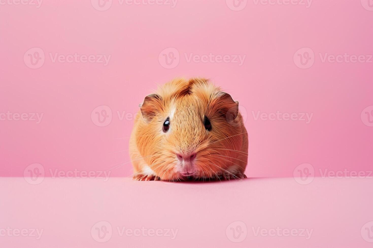 Cute small guinea pig appearing shyly from pastel pink surface, perfect for animal themed greeting cards and pet care concepts photo