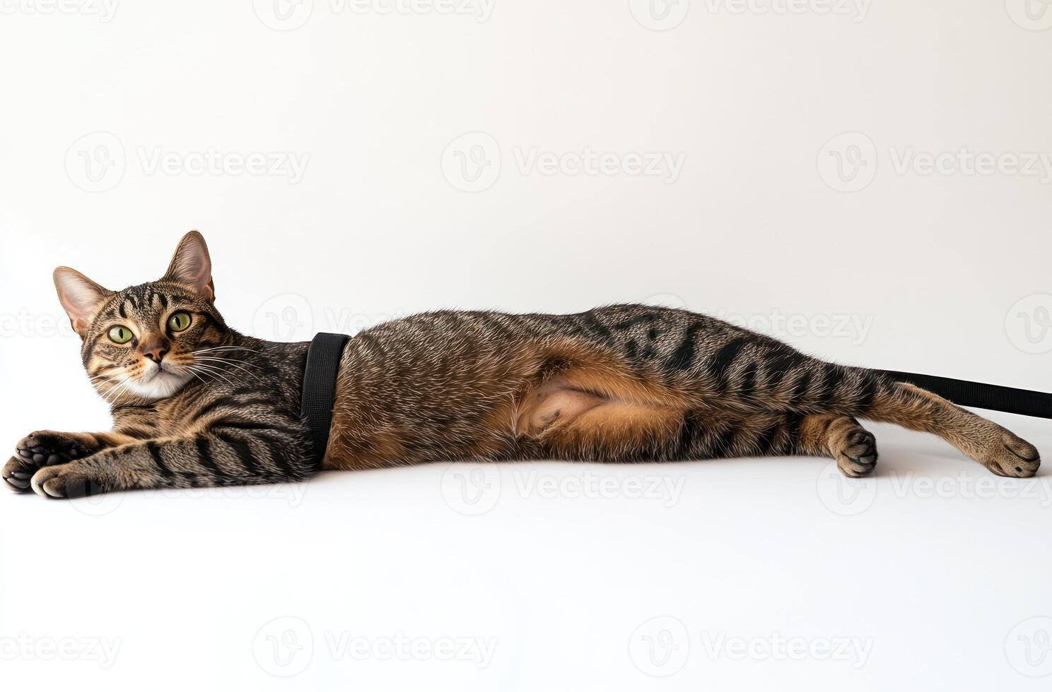 Tabby Cat Lying Down Wearing a Collar photo