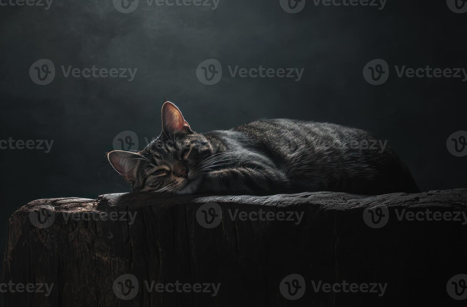 Tabby Cat Sleeping Peacefully On A Dark Wooden Stump photo