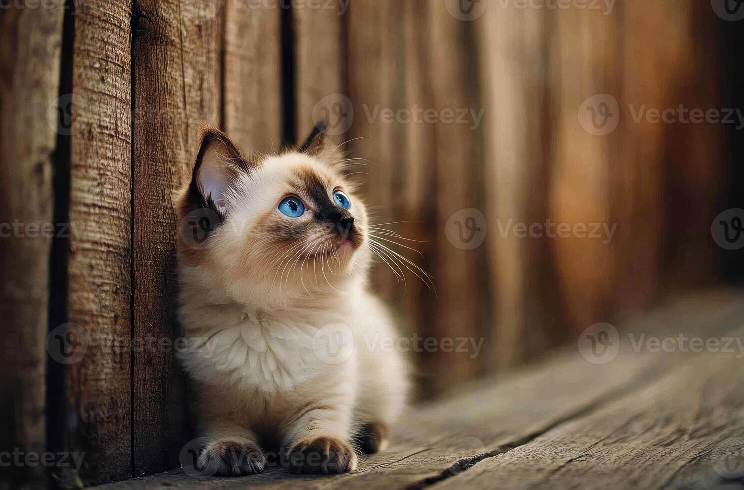 Adorable Ragdoll Kitten Posing Near Wooden Fence photo