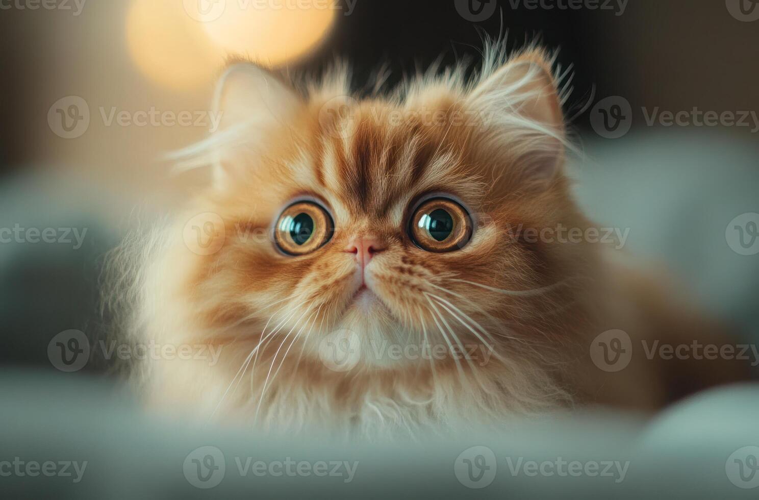 Adorable Fluffy Persian Kitten Gazing Upward photo