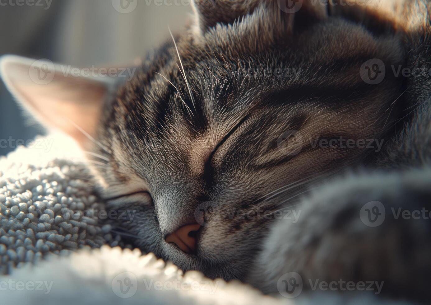 A Tabby Cat Sleeping Peacefully On Soft Fabric photo