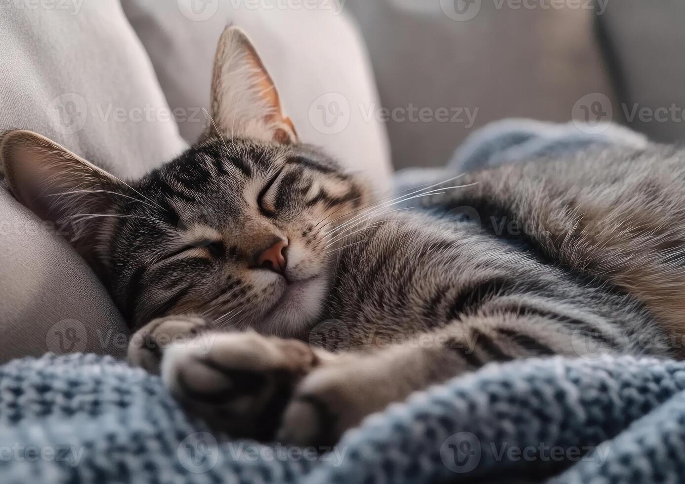 A tabby cat peacefully sleeps nestled in a soft blanket photo