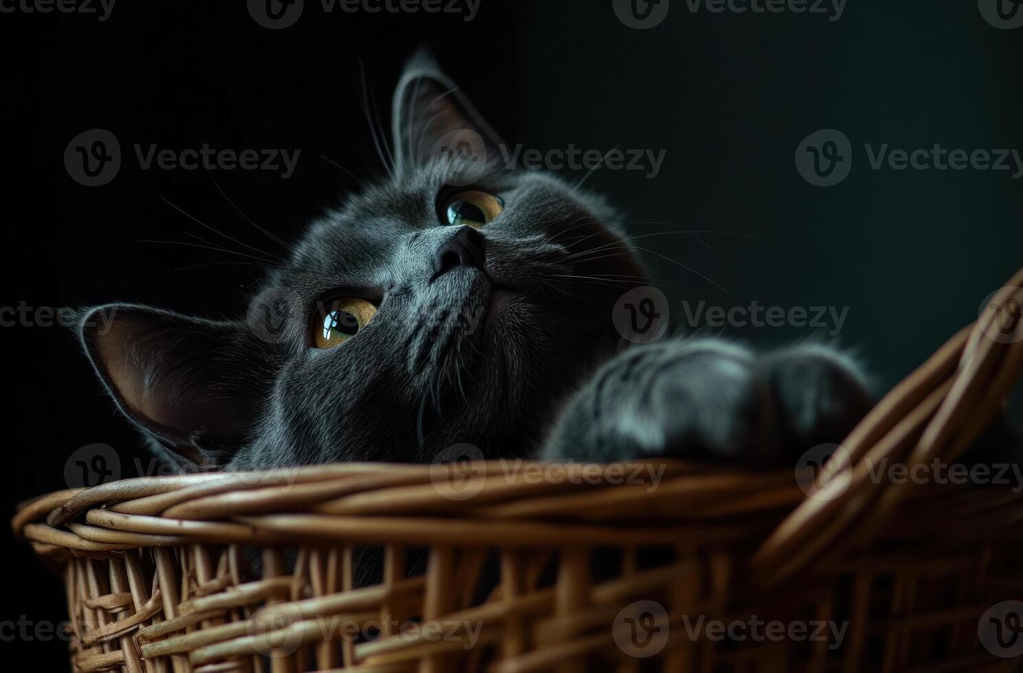 A Gray Cat Rests Inside A Wicker Basket photo