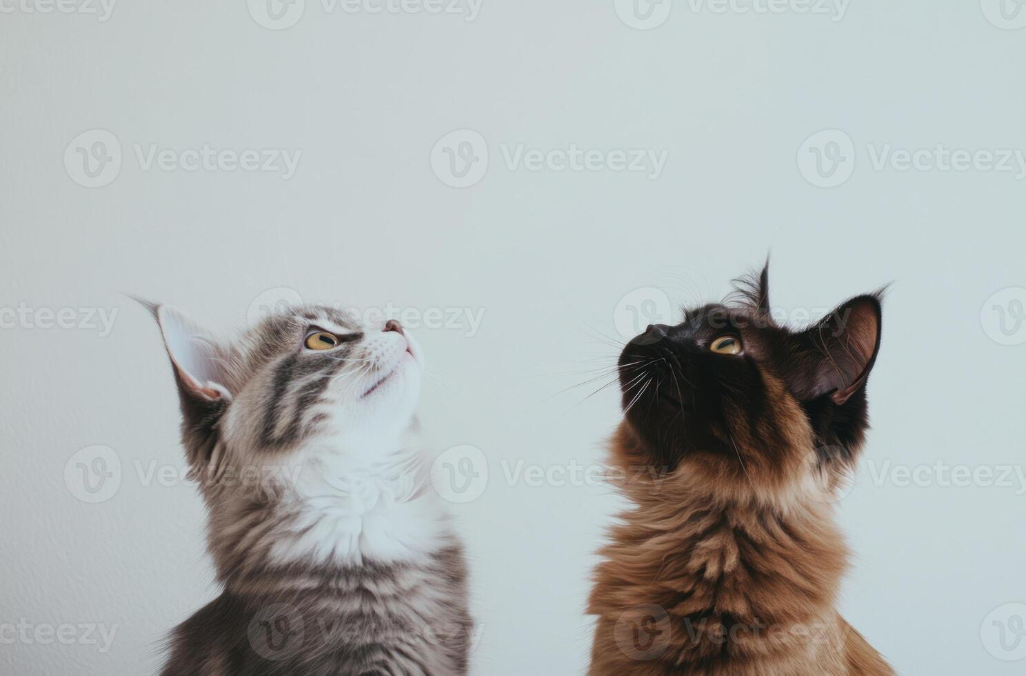 Two Adorable Kittens Look Upwards Together photo