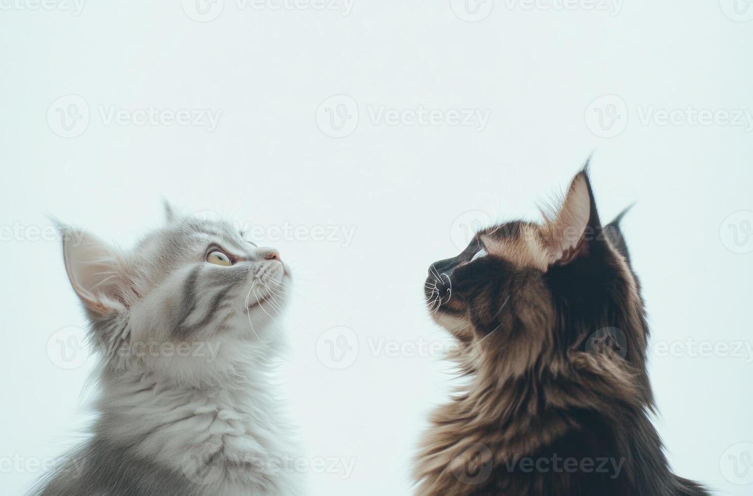 Two Fluffy Cats Gaze Upwards Side Profile photo