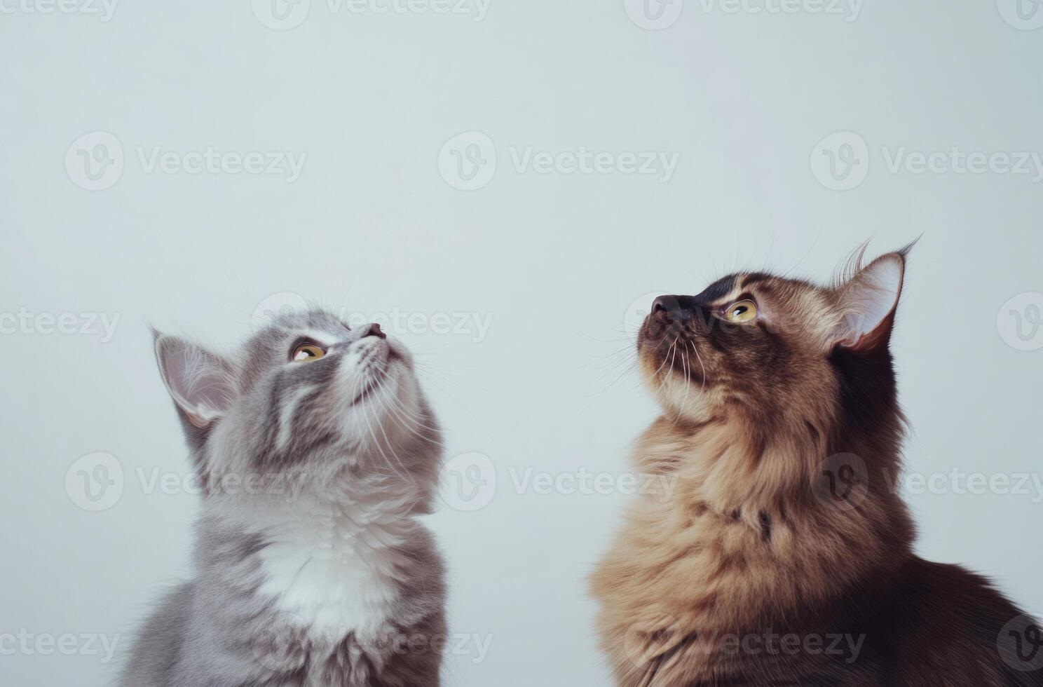 Two Adorable Kittens Looking Upwards Together photo